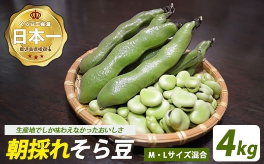 
            【2026年2月下旬～発送】鹿児島県指宿市産 そら豆 約4kg M・Lサイズ混合 (西村商店/024-2076) そら豆 ソラマメ 鹿児島県産 指宿産 朝採れ 野菜 国産 新鮮 朝取り 豆類 おつまみ おかず
          