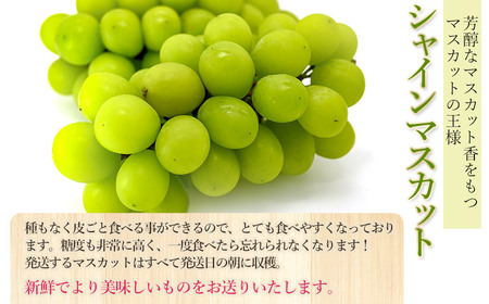【令和6年産先行予約】 シャインマスカット 約2kg(3～4房)　山形県鶴岡市 渡部農園