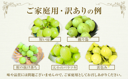 【先行予約】ぶどう 訳ありシャインマスカット晴王 約600g 1房 橋田商店有限会社《9月中旬-11月中旬頃出荷》 岡山県 浅口市 岡山県産 ぶどう フルーツ 果物 くだもの マスカット 送料無料【配
