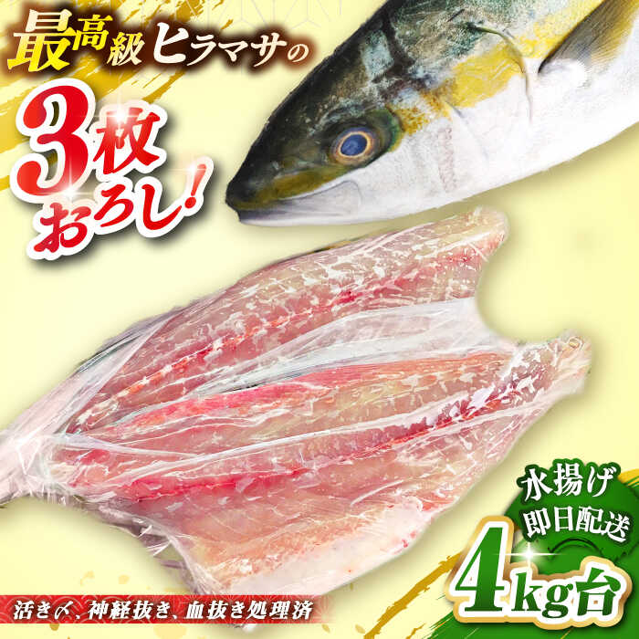 【ふるさと納税】壱岐島産天然ヒラマサ（4キロ台・三枚おろし） 《壱岐市》【壱岐島　玄海屋】[JBS077] ヒラマサ 魚 刺身 煮物 カルパッチョ お寿司 62000 62000円 6万円 のし プレゼント ギフト 冷蔵配送