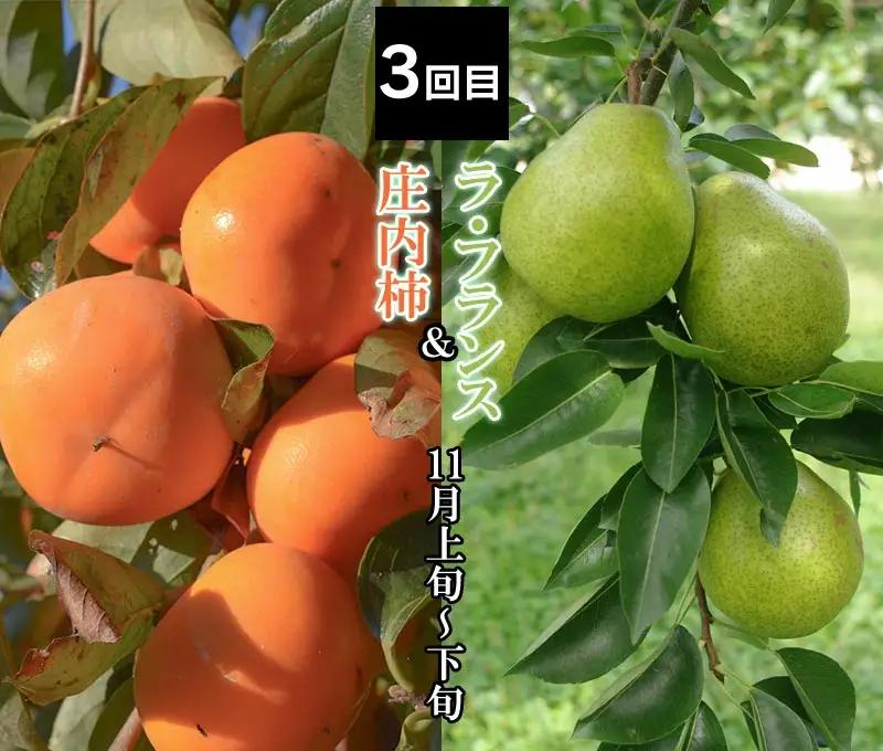 【定期便】【令和8年産先行予約】 山形県鶴岡産 旬のお楽しみフルーツセット(果物) 　【和梨・シャインマスカット・ラ・フランス・庄内柿・りんご 】(計4回、5種) 　産直あぐり