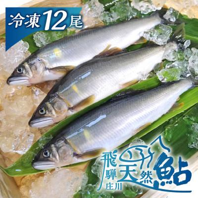 ふるさと納税 白川村 白川村産 飛騨庄川の天然鮎 12尾 [S512_12bi]