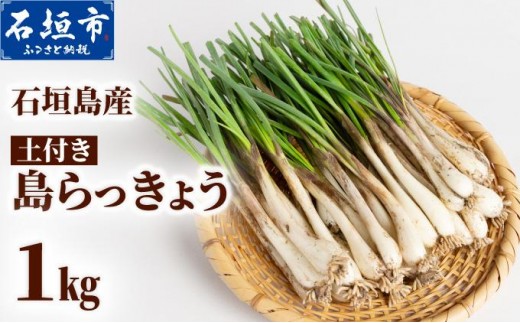 石垣島産 土付き 島らっきょう 1kg (石垣市島らっきょうの会 協同出荷) | 沖縄県 石垣市  沖縄県産 らっきょう 土付き 新鮮 鮮度 沖縄グルメ お取り寄せ おつまみ