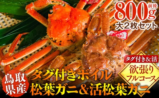 1034.鳥取県産　タグ付きボイル松葉ガニと活松葉ガニの欲張りフルコース大2枚セット　(800g前後)　※2026年11月上旬～2027年3月下旬頃に順次発送予定