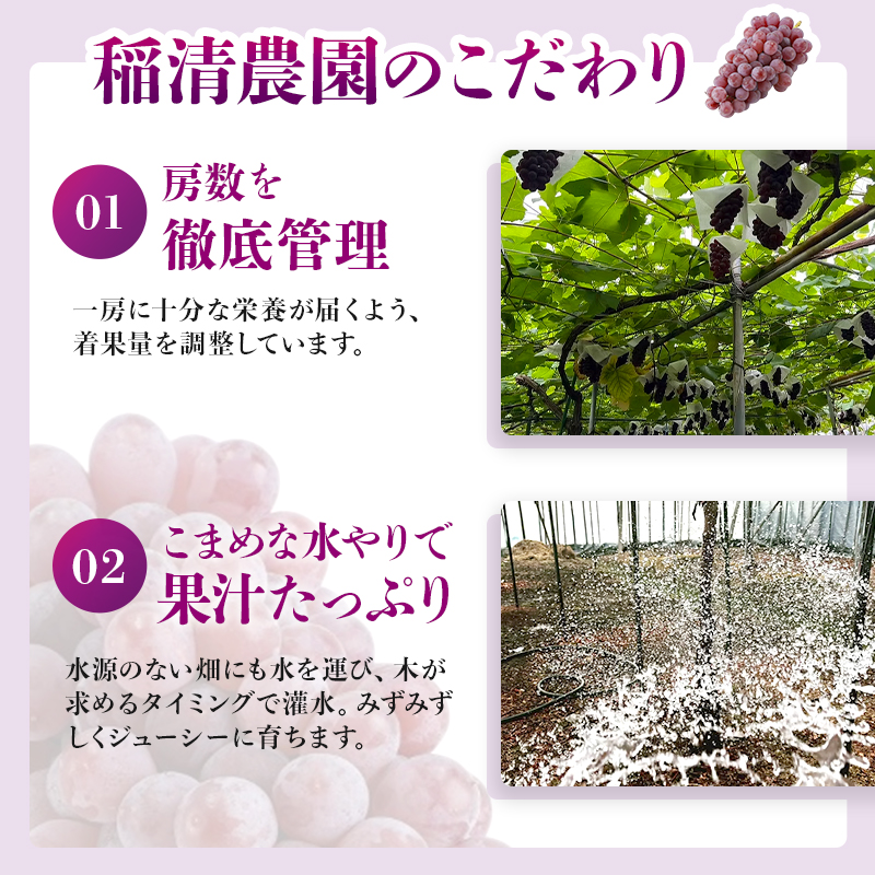 【2026年先行予約】数量限定 デラウェア3kg（15房前後）6月下旬～7月下旬発送特選 期間限定 ぶどう 葡萄 フルーツ 果物 くだもの 人気 贈答用 ギフト 先行予約 種なし旬 新鮮 家庭用 プレ