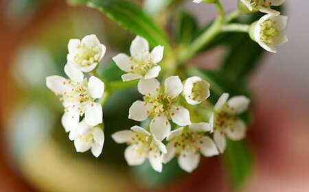 【鉢皿色・白】 トキワサンザシ 常盤山査子 0.35kg 盆栽 植物 石木花 sw-botkx380 ※沖縄・離島への配送不可