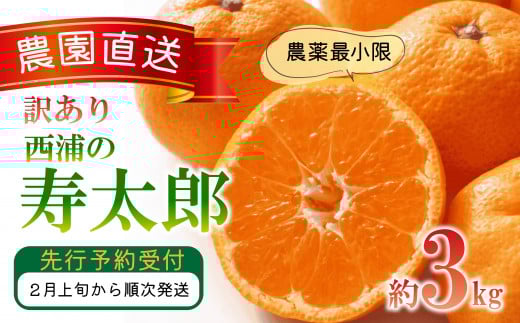 訳あり みかん 寿太郎 3kg 静岡 沼津 西浦 蜜柑 柑橘 オレンジ 木負観光みかん園  ( 数量限定 みかん 果物 みかん フルーツ みかん 柑橘 みかん 国産 )   おいしい 糖度 ランキング コスパ 甘い 時期 人気 旬 美味しい