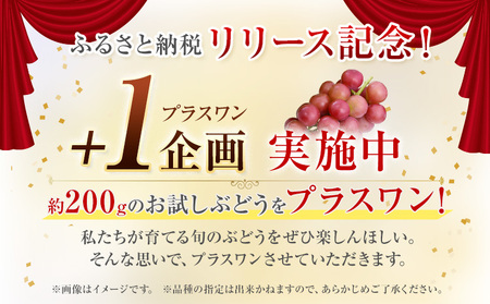〈プラスワン企画実施中〉 シャインマスカット 1房・旬のぶどう 2房＋お試しぶどう 1房 計4房 《8月中旬-10月上旬頃出荷》熊本県 長洲町 果物 フルーツ スイーツ デザート Orchard M