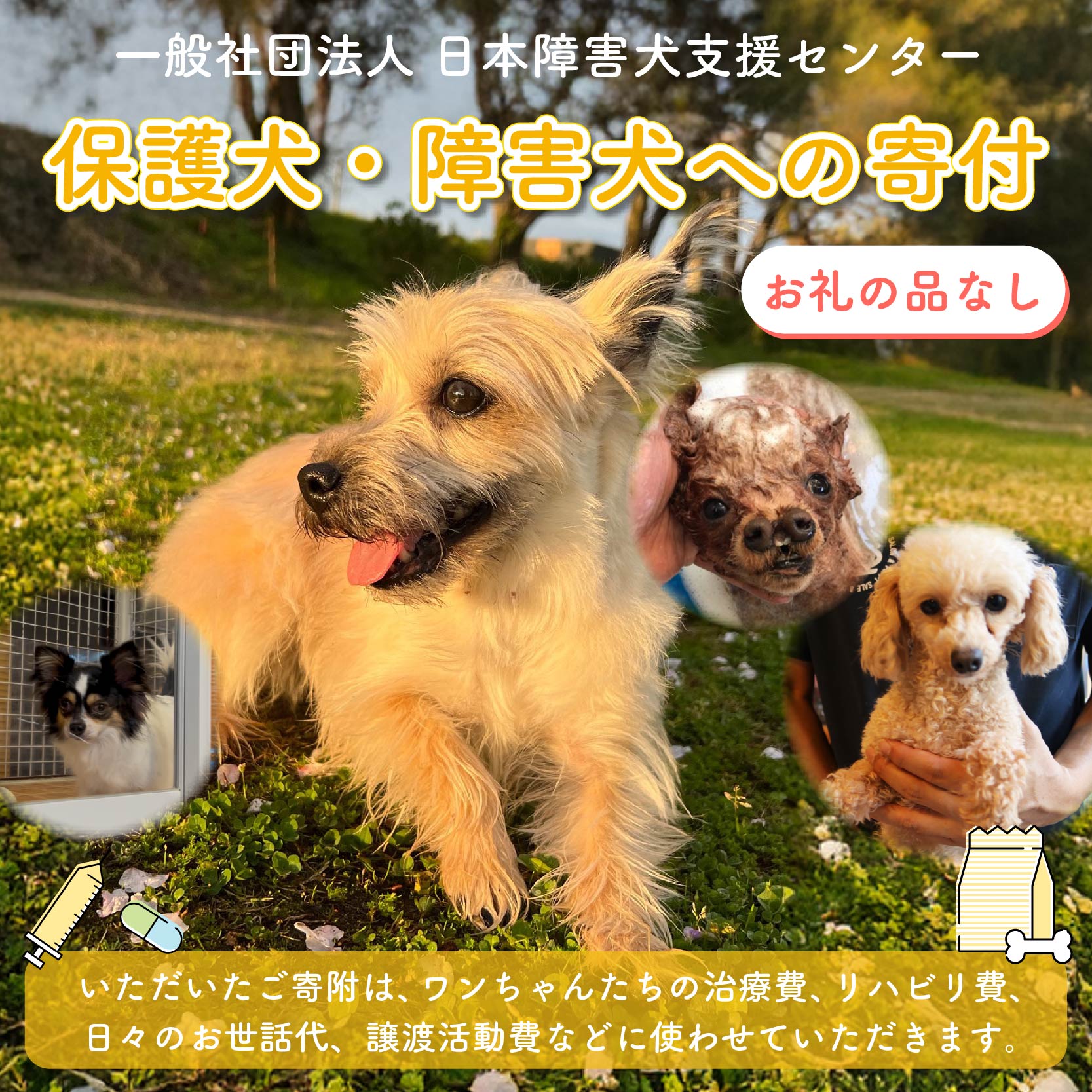 【返礼品なし】 障害犬 保護犬の支援 ハートフルプラン 保護 支援 里親 譲渡 治療 餌 犬 動物愛護 藤枝市 静岡県