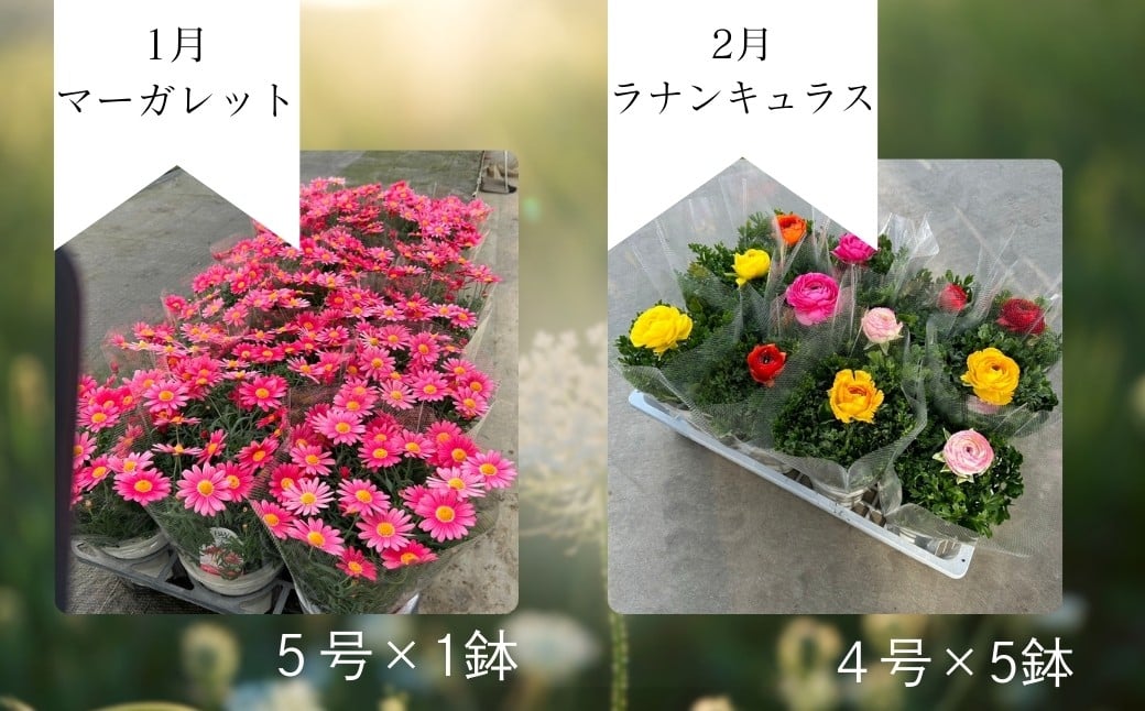 【先行予約】花ギフト定期便 4ヶ月(1〜4月) マーガレット クレマチス | 花 お花 ギフト フラワーギフト 根本園芸