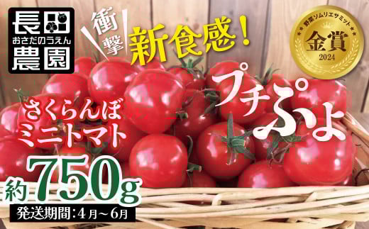 【2026年度予約分】衝撃の一粒!!奇跡のさくらんぼミニトマト(プチぷよ) 約750g（250g×3パック） ソムリエサミット 金賞 受賞 長田農園  産地直送 トマト とまと 野菜 やさい フルーツ サラダ 濃厚 甘い ご褒美 プレゼント 美容 健康 リピート多数 人気 高評価 数量限定 碧南市 H004-172