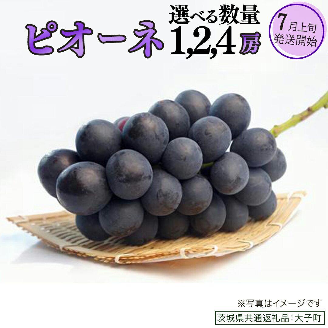 【ふるさと納税】《 選べる 房数 》 ピオーネ 1房 2房 4房【2026年7月上旬発送開始】(茨城県共通返礼品：大子町)ブドウ ぶどう 葡萄 ピオーネ 果物 フルーツ 果実