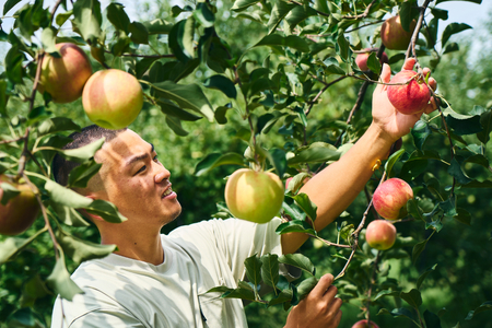 りんごクラフトビール よってってシードル 330ml 6本セット