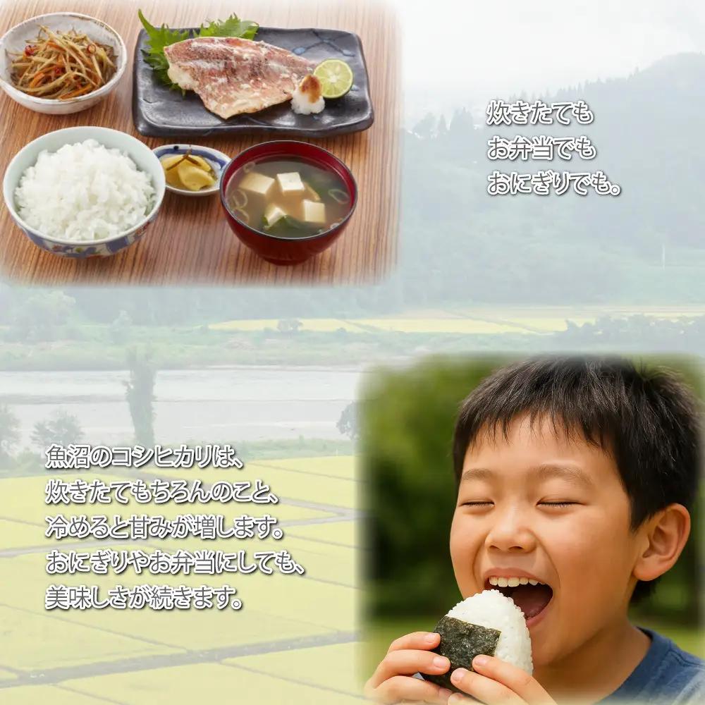 【定期便6回】令和7年産 新潟県 魚沼産 無洗米 コシヒカリ5kg 精米 一等米  天糧