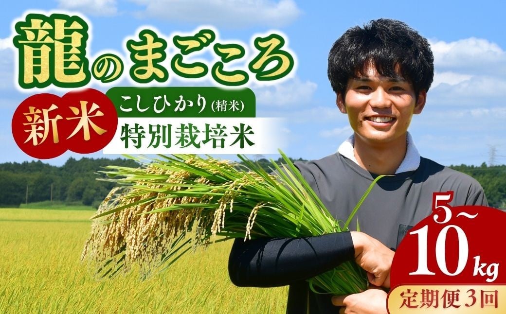 
            ＜3ヵ月定期便＞【令和7年度新米】龍ケ崎の特別栽培米 コシヒカリ 選べる5～10kg ❙ こしひかり コシヒカリ お米 米 こめ 白米 精米 新米 冷めてもおいしい 美味しい こだわり いばらきみどり認定 おにぎり 茨城県 龍ケ崎市産
          
