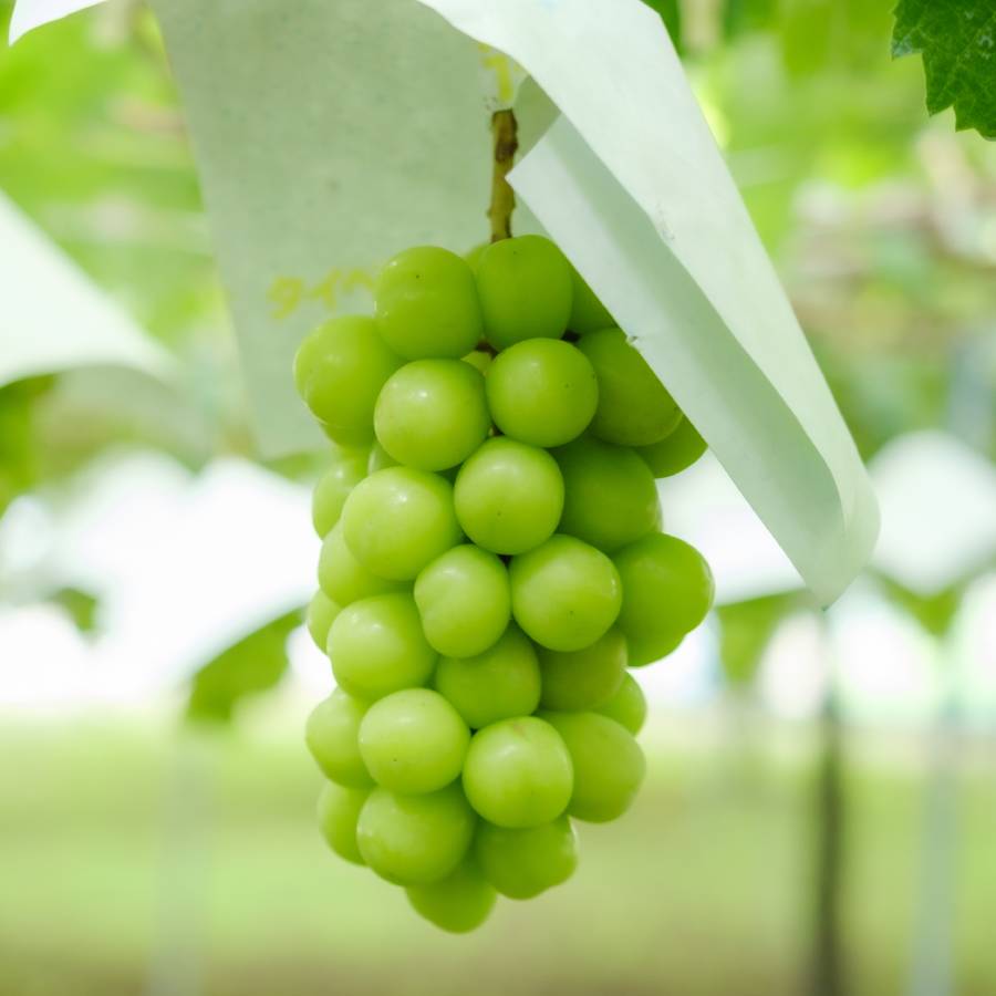 ＜Bonchi＞シャインマスカット2房入(約1.1kg)