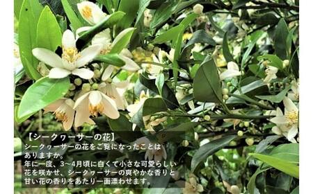 JAおきなわ　ヒラミン（シークヮーサー顆粒タイプ）3本入り×30袋 シークヮーサー シークワーサー しーくわーさー シークヮーサー顆粒 果汁粉末 手軽 気軽 いつでも 果汁パウダー ひらみん ノビレチ