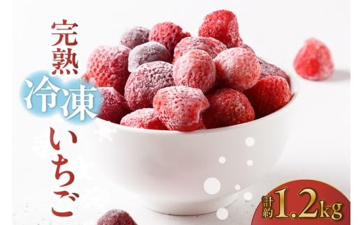 【先行予約】完熟冷凍いちご 【600g×2袋】計1.2kg いちご 苺 ストロベリー 冷凍 フローズン 美味しい 甘い 大粒 大きい 果物 フルーツ 数量限定 farmいちごろ 愛知県 常滑市