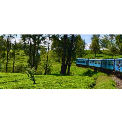 ふるさと納税 我孫子市 セイロン紅茶専門店MISTYWICK　人気のティーバッグ　10個×5種セット |  | 03