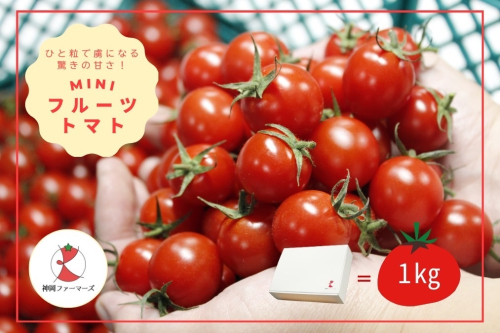 H-232　フルーツトマト【発送時期：1月～6月】