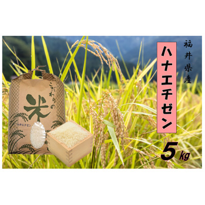令和7年産　ハナエチゼン(精米)　5kg【1462110】