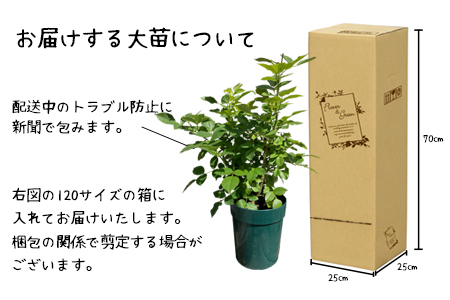 ＜2027年3月より順次発送＞ 花巻温泉バラ園 オリジナル品種「ミラクルローズ90」　＜2026年3月より順次発送＞【2280】