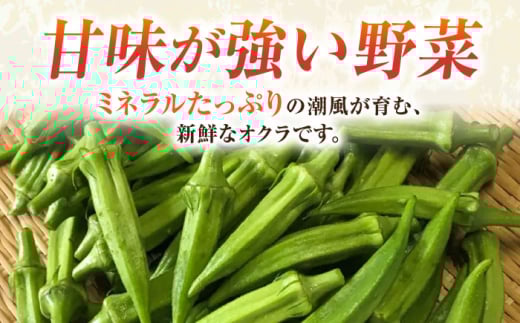 オクラ 約1kg 野菜 やさい 【鈴也ファーム】 [AKCE023]
