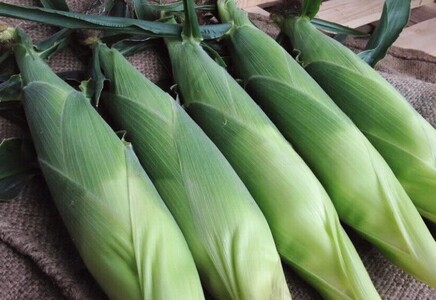 【2026年夏の予約受付開始！】 小林農園のとうもろこし（16～18本セット）　信濃町産サニーショコラ｜令和8年8月上旬からのお届け予定　生産者直送 2026年夏出荷分 先行予約【長野県信濃町ふるさと