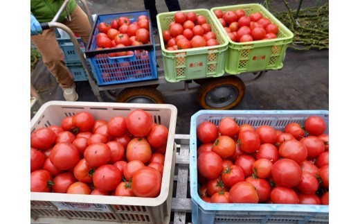 トマトケチャップは完熟トマトにこだわっています！