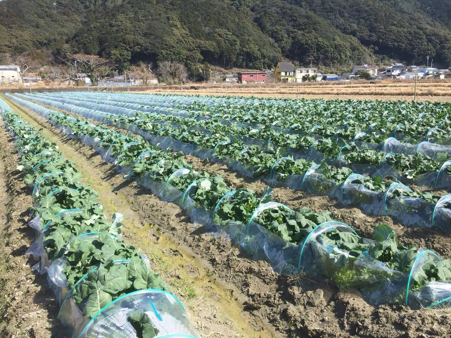 【先行予約】朝採り！土佐の春ブロッコリー（大玉6個）春野菜 ブロッコリー やさい 栄養 健康 ビタミンC おいしい 美味しい レシピ付き おかず お弁当 サラダ 料理 ギフト 贈答 国産【R00133