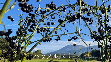 【群馬県優良県産品】浅間高原ハックルベリージャムと浅間高原花豆の甘納豆の詰め合わせ ジャム 花豆 群馬 甘納豆 あやめ亭 群馬 贈答 贈り物 ギフト [AE003tu]