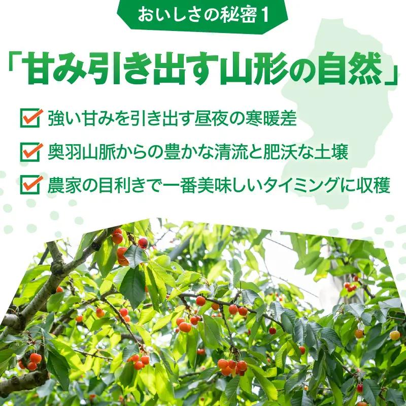 氷のめぐみ ( さくらんぼ ) 冷凍フルーツ 果物 山形 フルーツ