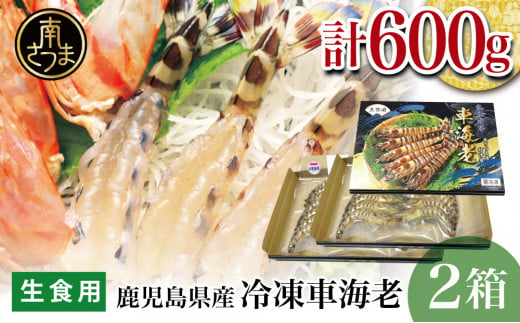 【鹿児島県産】活〆 冷凍車海老 600g（生食用） えび クルマエビ 海鮮 刺身 南さつま市