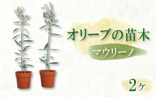 オリーブ苗木2本セット オリーブ 植物 イタリア 苗木 オリーブオイル 調理料 お中元 お歳暮 ギフト オリーブの木 マウリーノ 贈答 静岡 沼津 母の日 父の日