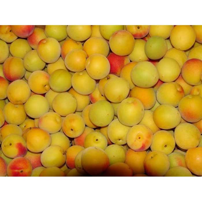 【ふるさと納税】和歌山産 南高梅 完熟梅 秀品 5kg | 和歌山県 和歌山市 和歌山 楽天ふるさと 納税 支援品 支援 返礼品 お礼の品 梅 うめ ウメ 梅干し 梅干 うめぼし 梅ジュース 梅シロップ 梅ジャム 特産品 梅酒 梅の実 国産 5キロ ご当地 お土産 ワンストップ