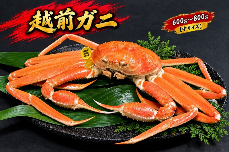 【2月出荷】かに 越前ガニ 600g～800g 1杯 【中サイズ】ボイル