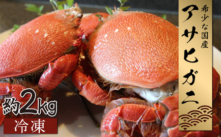 KU018 【数量・期間限定】宮崎県串間産アサヒガニ(計約2kg・7～12匹)日本では大変希少な国産アサヒガニ ！