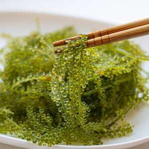 ＜2024年4月以降出荷＞海ぶどう（500g×4個セット）タレ付き