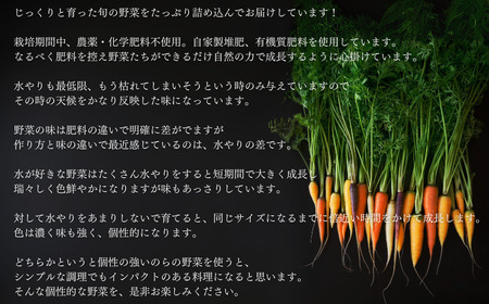 【毎月定期便3回】季節の野菜セット (8~10種)《お申込み翌月から出荷》