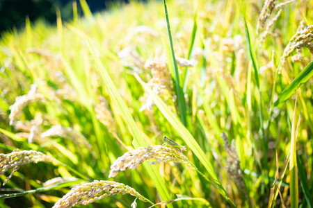 【R7年産新米】石墨清流米 特別栽培米 コシヒカリ 10kg ｜ 減化学肥料 減農薬 令和7年度産 愛媛県久万高原町 米 ※離島への配送不可 ※2025年10月上旬頃より順次発送予定