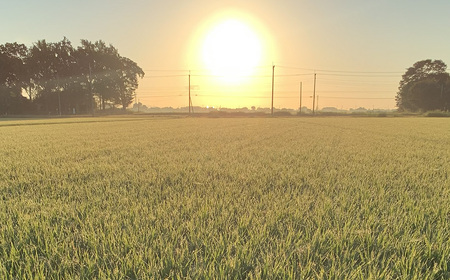 埼玉県行田市産のお米　次世代の夢　5kg　未検査米　精米 ／ 米 5kg 白米 精米 国産米 未検査米 ふっくら 甘み 粒立ち 粘り 和食に合う 弁当向き 家庭用 コスパ 食卓用 毎日使い お取り寄せ