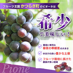 【甘さとみずみずしさが自慢】種なしピオーネ＜ぶどう約1.2kg＞【2025年8月下旬～9月中旬頃発送予定】【A-frks170】