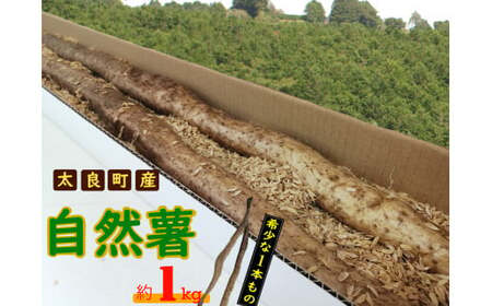 OC-2 太良町産 自然薯［1本もの］約1kg（1～2本）じねんじょ 長芋 山芋 とろろ 野菜 ねばねば 健康食品 美容効果 栄養たっぷり ギフトに最適 新鮮 国内産 高級根菜 美容 健康