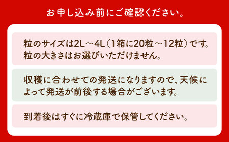 【先行予約】【1?2月発送】王様のいちご（さがほのか）400g HAF014] いちご 果物 フルーツ
