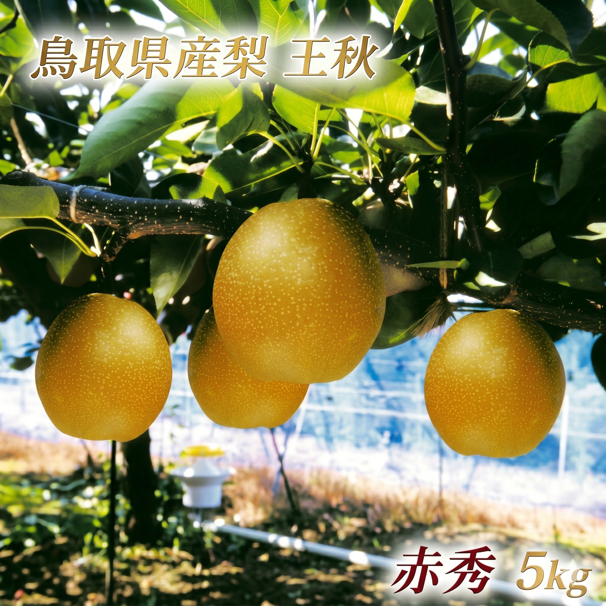 鳥取県産 王秋梨 “赤秀”５kg（6〜8玉入）