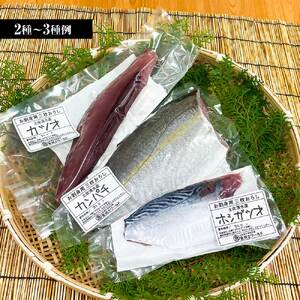 下処理済 おまかせ鮮魚フィレ(かつお、ぶり、かんぱち、ネイリ、鯛、ひらめなど) 2~3種 約1.5kg~2kg(10人前) 【R01341】