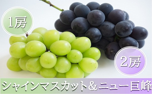【先行予約】宮内果樹観光園のシャインマスカットとニュー巨峰 約2kg | フルーツ 果物 くだもの ぶどう ブドウ 葡萄 シャインマスカット マスカット 巨峰 セット 食べ比べ 産地直送 大分県 中津市