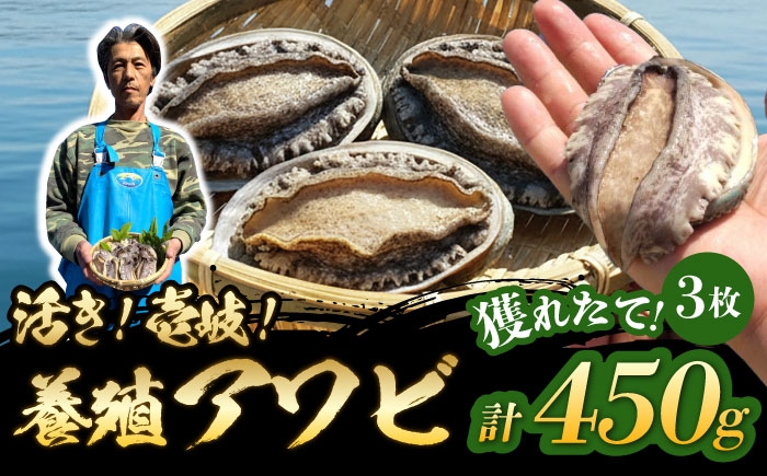
                  ★お中元 配送★国産養殖アワビ 活き！壱岐！アワビ 計450g（約150g×3枚）《壱岐市》【住吉水産】アワビ 鮑 養殖 貝 海産物 魚介 魚貝 産地直送 お刺身 冷蔵発送 [JDQ008] 海の幸
                