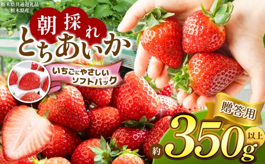 【栃木県共通返礼品】【いちごに優しいソフトパックでお届け】朝採れいちご とちあいか 約 350g  | いちご とちあいか 朝採れ 大粒 新鮮 甘い 美味しい 果物 デザート 栃木県 那珂川町