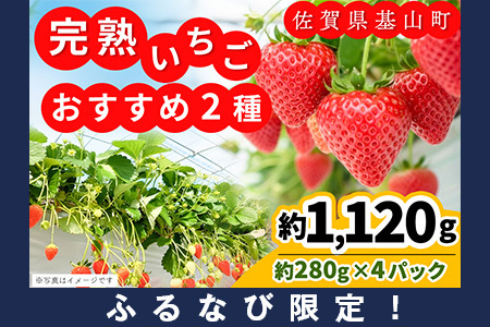 【ふるなび限定】【新農場オープン記念】【先行受付 2026年1月より発送】いちご2品種食べ比べ(約280g×4P) K100020 FN-Limited-PR